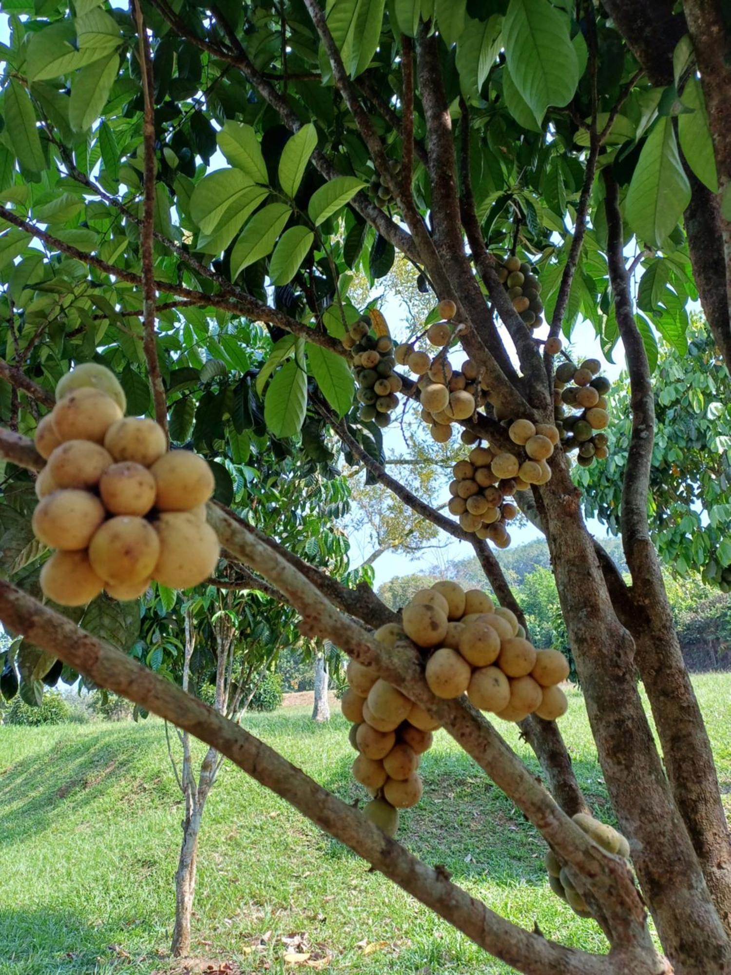 Lemuni Retreat & Training Centre - Kerling, Selangor 호텔 외부 사진