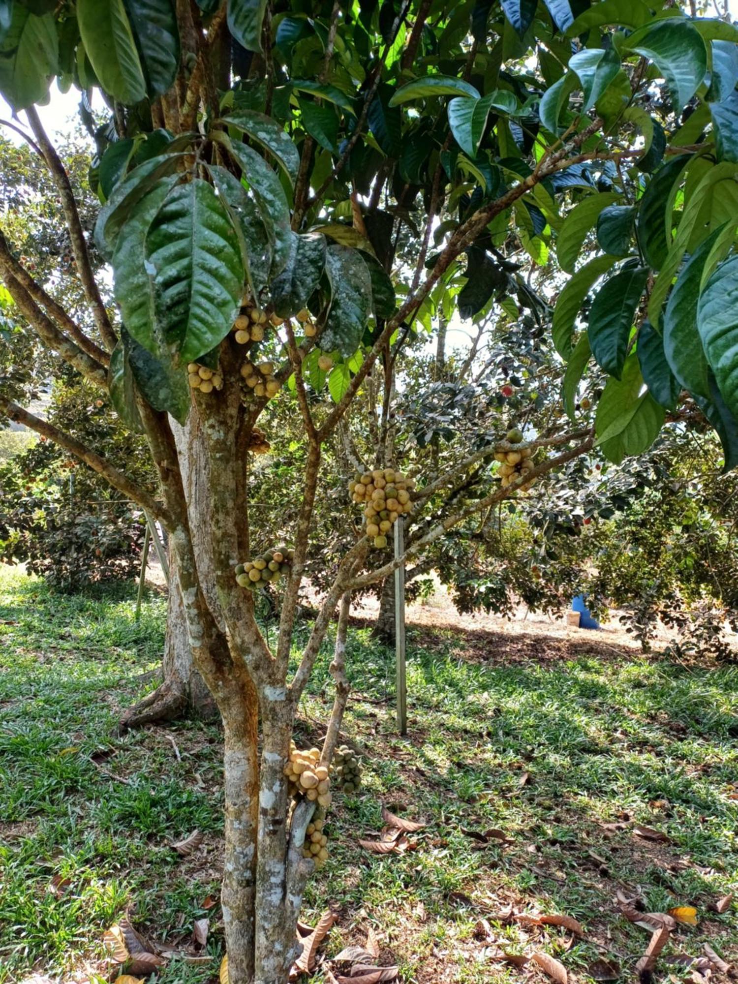 Lemuni Retreat & Training Centre - Kerling, Selangor 호텔 외부 사진